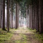 Tree Planting Subscription